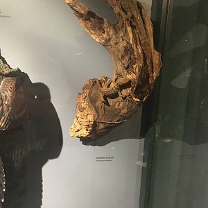 Milwaukee Public Museum - Rainforest - Basilisk