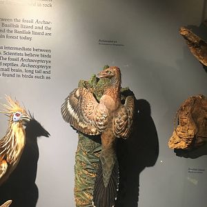 Milwaukee Public Museum - Rainforest - Archaeopteryx