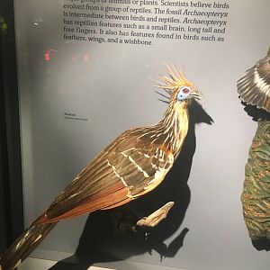 Milwaukee Public Museum - Rainforest - Hoatzin