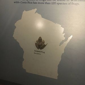 Milwaukee Public Museum - Rainforest - Leopard Frog
