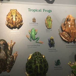 Milwaukee Public Museum - Rainforest - Tropical Frogs