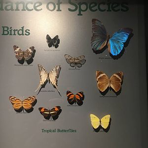 Milwaukee Public Museum - Rainforest - Tropical Butterflies