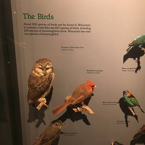 Milwaukee Public Museum - Rainforest - Temperate Birds