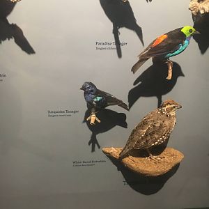 Milwaukee Public Museum - Rainforest - Tropical Birds
