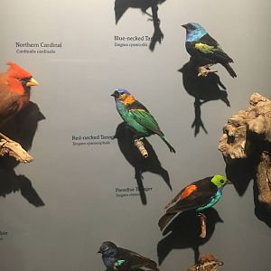 Milwaukee Public Museum - Rainforest - Tropical Birds