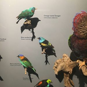 Milwaukee Public Museum - Rainforest - Tropical Birds