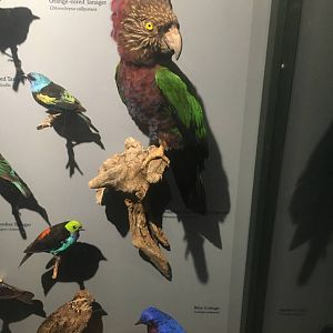 Milwaukee Public Museum - Rainforest - Tropical Birds