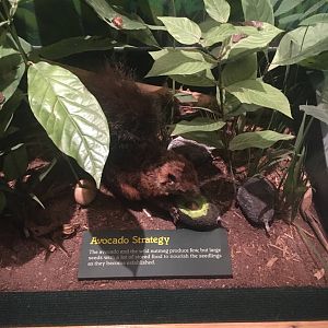 Milwaukee Public Museum - Rainforest - Squirrel Species ID?