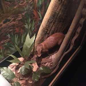 Milwaukee Public Museum - Rainforest - Agouti