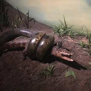 Milwaukee Public Museum - Rainforest - Anaconda Eating Caiman Diorama