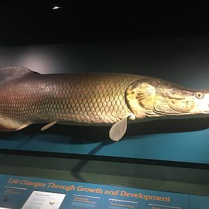 Milwaukee Public Museum - Rainforest - Arapaima