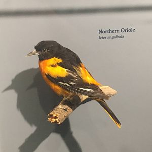 Milwaukee Public Museum - Rainforest - Northern Oriole