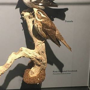 Milwaukee Public Museum - Rainforest - Rose-Breasted Grosbeak