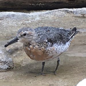 Red Knot (Calidris canutus)