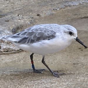 Sanderling (Calidris alba)