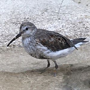 Dunlin (Calidris alpina)