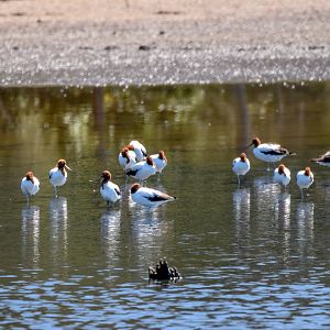 Red-necked Avocets