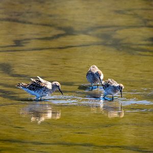 Sharp-tailed Sandpipers