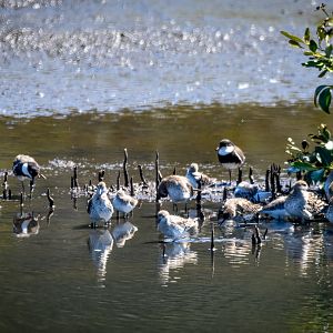 Red-kneed Dotterels, Sharp-tailed Sandpipers and Red-necked Stints