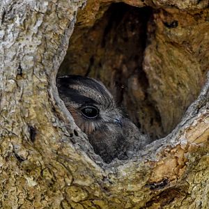 Australian Owlet-Nightjar