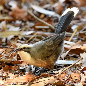 Grey-crowed Babbler eating a cockroach