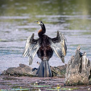 Australasian Darter