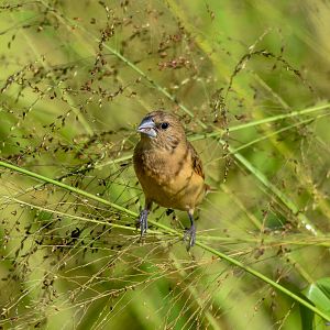 Chestnut-breasted Mannikin