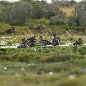 Yellow-billed Pintail Anas georgica