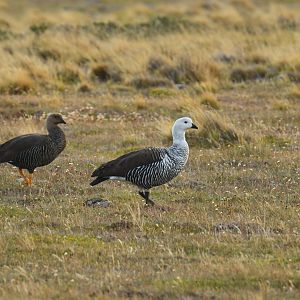 Upland Goose Chloephaga picta
