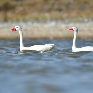 Coscoroba Swan Coscoroba coscoroba