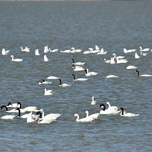 Coscoroba Swan Coscoroba coscoroba and Black-necked Swan Cygnus melancoryphus