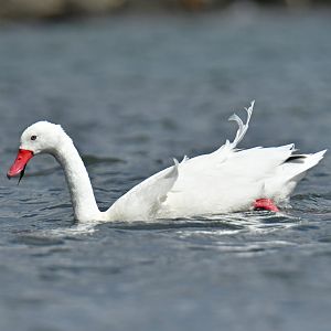 Coscoroba Swan Coscoroba coscoroba