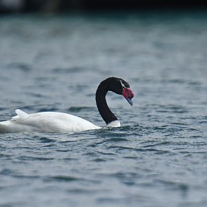 Black-necked Swan Cygnus melancoryphus