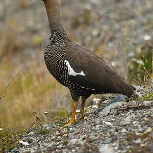 Upland Goose Chloephaga picta