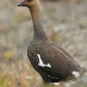 Upland Goose Chloephaga picta