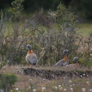 Ashy-headed Goose Chloephaga poliocephala
