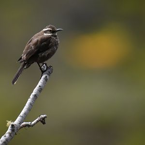 Grey-flanked Cinclodes Cinclodes oustaleti