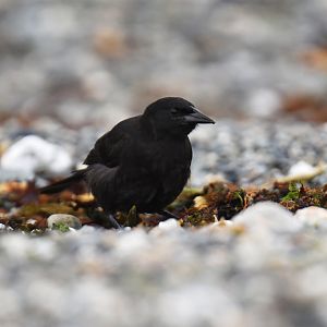 Austral Blackbird Curaeus curaeus
