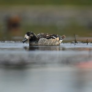 Chiloe Wigeon Mareca sibilatrix