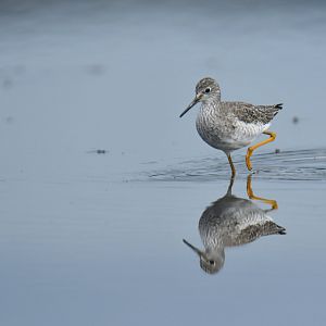 Greater Yellowlegs Tringa melanoleuca