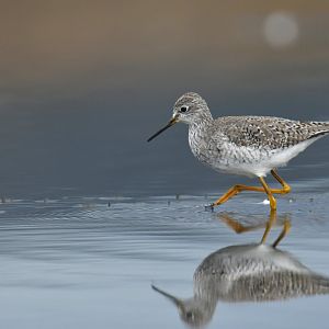 Greater Yellowlegs Tringa melanoleuca