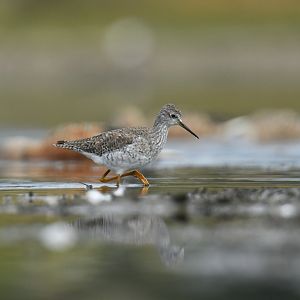 Greater Yellowlegs Tringa melanoleuca