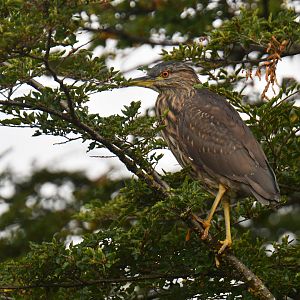 Black-crowned Night-Heron Nycticorax nycticorax