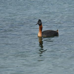Great Grebe Podiceps major