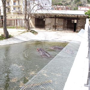 Common Hippo Enclosure
