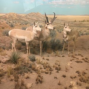 Milwaukee Public Museum - Tribute to Survival - Pronghorn Diorama
