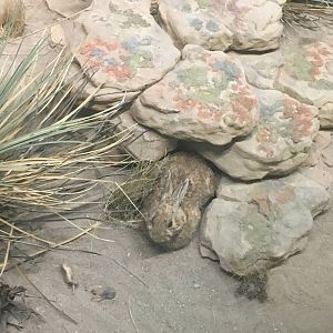 Milwaukee Public Museum - Tribute to Survival - Rabbit in Pronghorn Diorama