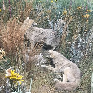 Milwaukee Public Museum - Tribute to Survival - Coyote Diorama