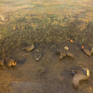 Milwaukee Public Museum - Tribute to Survival - Prairie Chicken Diorama