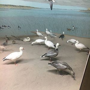 Milwaukee Public Museum - Tribute to Survival - Beach Diorama